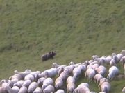 5 pecore uccise, 36 sparite: l’ombra dell’Orso sul gregge depredato