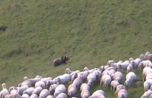 5 pecore uccise, 36 sparite: l’ombra dell’Orso sul gregge depredato