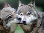 Rapporto Zoomafia, Brescia prima città per maltrattamenti sugli animali