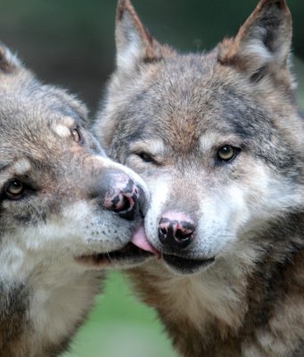 Rapporto Zoomafia, Brescia prima città per maltrattamenti sugli animali