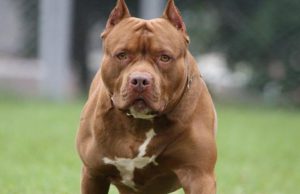 Lite in un parcheggio, le aizzano contro il proprio pitbull