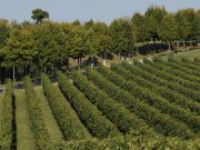 Festa della Vendemmia a Borgo La Caccia