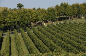 Festa della Vendemmia a Borgo La Caccia