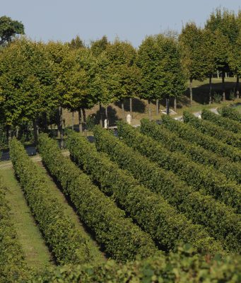Festa della Vendemmia a Borgo La Caccia