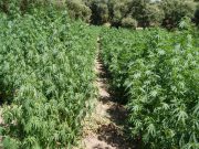 Coltivava illecitamente piante di Marijuana: arrestato 47enne di Boschetti