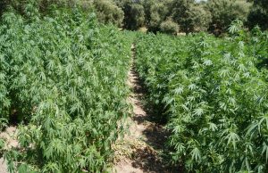 Coltivava illecitamente piante di Marijuana: arrestato 47enne di Boschetti