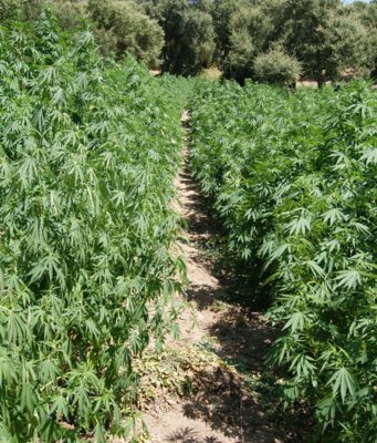 Coltivava illecitamente piante di Marijuana: arrestato 47enne di Boschetti