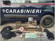 Bracconaggio: lotta continua dei Carabinieri del Nucleo Forestale