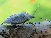 L’invasione delle cimici cinesi: danni del 40% all’agricoltura