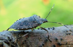 L’invasione delle cimici cinesi: danni del 40% all’agricoltura