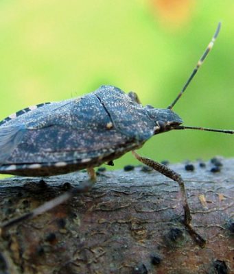 L’invasione delle cimici cinesi: danni del 40% all’agricoltura