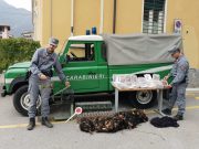 Vendevano uccelli a ristoranti e privati. Nei guai due bracconieri di Bione