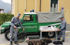 Vendevano uccelli a ristoranti e privati. Nei guai due bracconieri di Bione