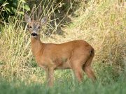 Sette bracconieri nei guai fermati a Capovalle: uccisi due caprioli