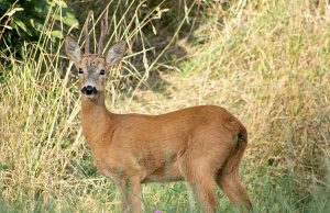 Sette bracconieri nei guai fermati a Capovalle: uccisi due caprioli