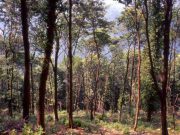 Trovato morto Luigi Palini: il corpo in una zona impervia di Polaveno