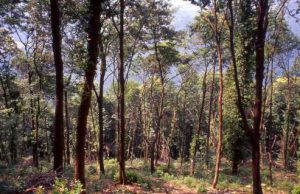 Trovato morto Luigi Palini: il corpo in una zona impervia di Polaveno