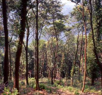 Trovato morto Luigi Palini: il corpo in una zona impervia di Polaveno
