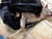 Due bracconieri fermati per aver ucciso una femmina di capriolo