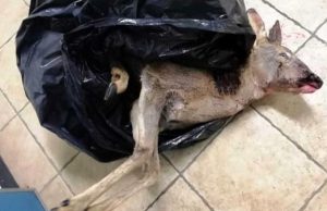 Due bracconieri fermati per aver ucciso una femmina di capriolo
