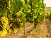 Vendemmia 2019: calo del 25% rispetto lo scorso anno, ma maggiore qualità dei vini