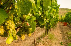 Franciacorta: è ufficialmente iniziata la vendemmia bresciana