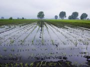 Maltempo: agricoltura in ginocchio. Danni per un milione di euro