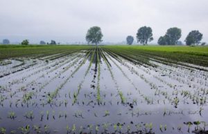 Maltempo: agricoltura in ginocchio. Danni per un milione di euro