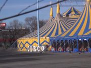 Dissequestro degli animali: il circo Orfei riprende gli spettacoli