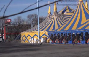Dissequestro degli animali: il circo Orfei riprende gli spettacoli