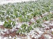 Maltempo danneggia le colture: l’allarme di Coldiretti