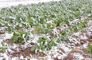 Il maltempo flagella il bresciano: “Stalle scoperchiate e colture distrutte”