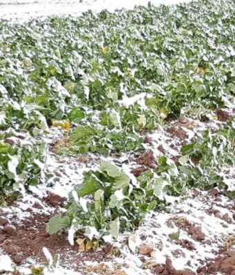 Maltempo danneggia le colture: l’allarme di Coldiretti