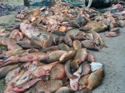 Reti Killer: continua l’emergenza