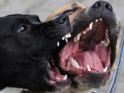 Sbranata dai pitbull, nuovo processo l’inverno prossimo