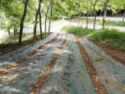 Gussago, tolte le recinzioni dalla piantagione di cannabis