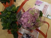 “Benvenuta Gardensia”, AISM in oltre 90 piazze di Brescia e provincia