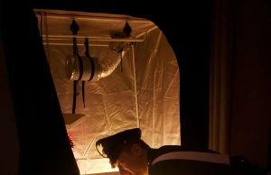 Serra di marijuana e armi in casa: arrestato 46 enne di Breno