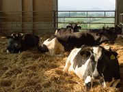 Zurlengo, sei mucche uccise in una stalla