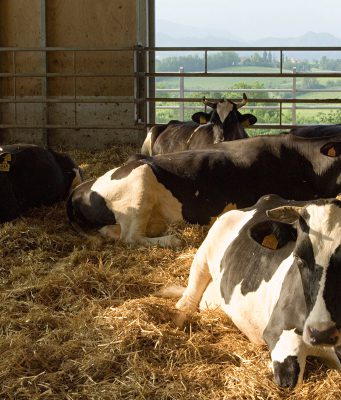 Zurlengo, sei mucche uccise in una stalla