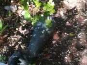 Ghedi, trovata la mano asportata dal monumento: era in un cespuglio