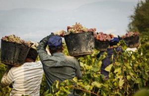 Caporalato nel nord Italia, tre denunce a Riva del Garda