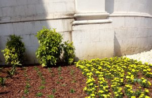 Riqualificazione aiuole al Duomo: dall’ondata di maltempo alla rinascita