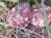 Bocconi avvelenati, si aspetta l’esito dell’Istituto Zooprofilattico di Brescia