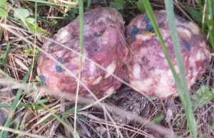 Bocconi avvelenati, si aspetta l’esito dell’Istituto Zooprofilattico di Brescia