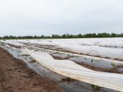 Maltempo nel weekend, la grandine devasta l’agricoltura