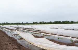 Maltempo nel weekend, la grandine devasta l’agricoltura