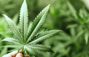 Lombardia, boom di canapa in cinque anni: +600% di campi