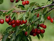 Coldiretti denuncia: “Compromessa dell’80% raccolta di ciliege”