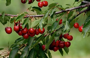 Coldiretti denuncia: “Compromessa dell’80% raccolta di ciliege”